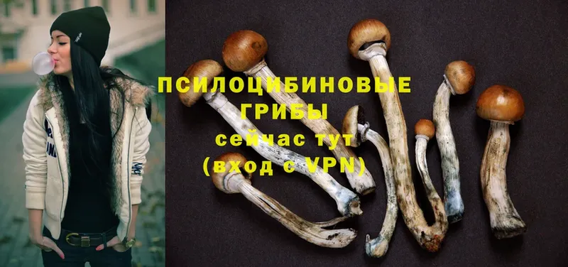 где купить наркотик  Дно  Псилоцибиновые грибы Psilocybine cubensis 